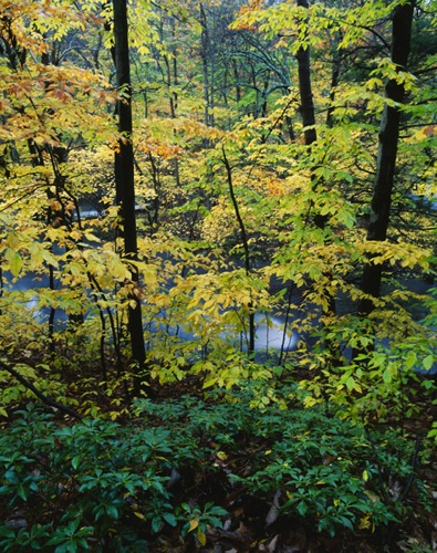 Beeches and Mountain Laurel, Black River, Morris County, NJ (MF).jpg